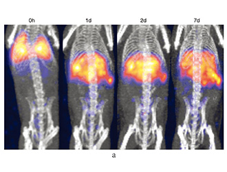 细胞的放射性核素标记
